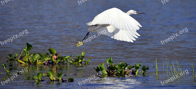 White Heron Whooper Wild Bird