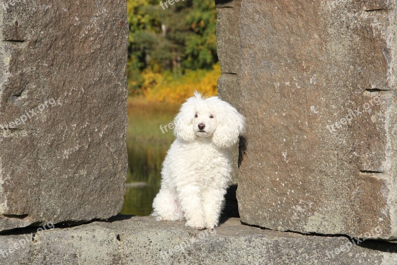 Poodle The Poodle Stone Statue Dog White Dog