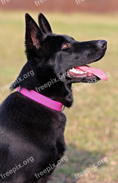 Black German Shepherd Dog Pink Collar Nice Free Photos