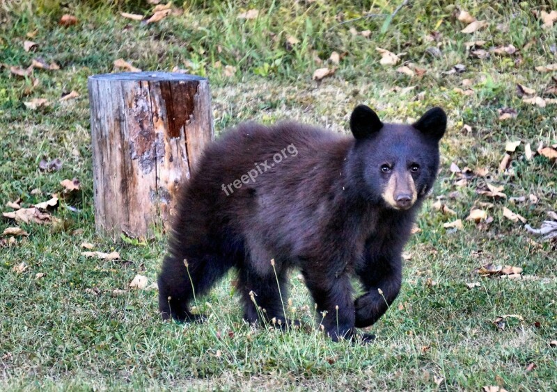 Little Bear Black Bear Wild Animal Cute Canada