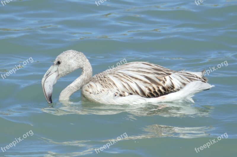 Flamingo Bird Waterfowl Fauna Young