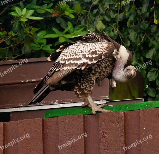 Bird Vulture Scavengers Raptor Bird Of Prey