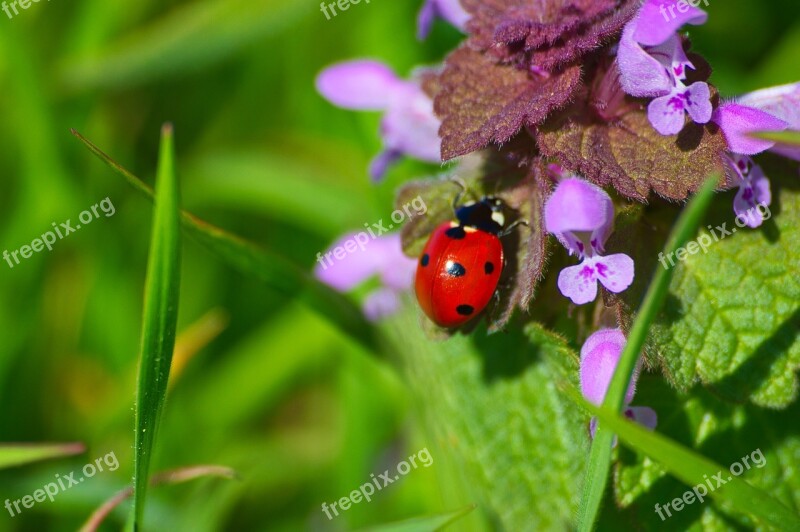 Ladybird Bug Insect Nature Wildlife