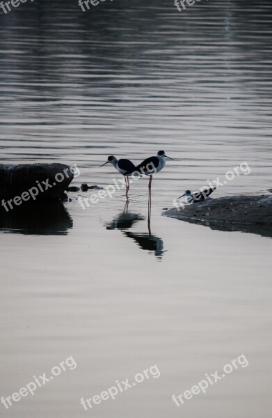 Scenery Birds Lake Reflection Water