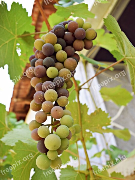 Grapes The Sweetness Fruit Free Photos