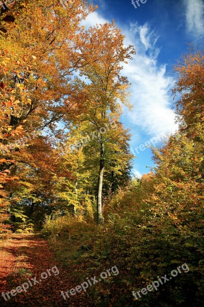 Autumn Forest Tree Autumn Weather Landscape