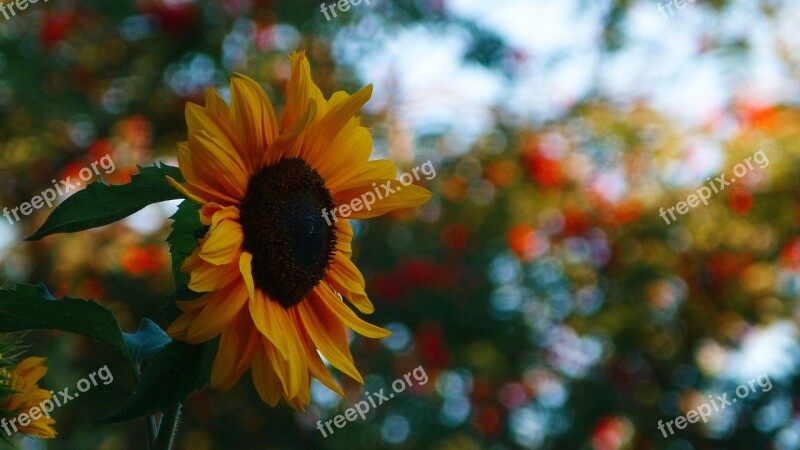 Sunflower Sun Flower Yellow Nature