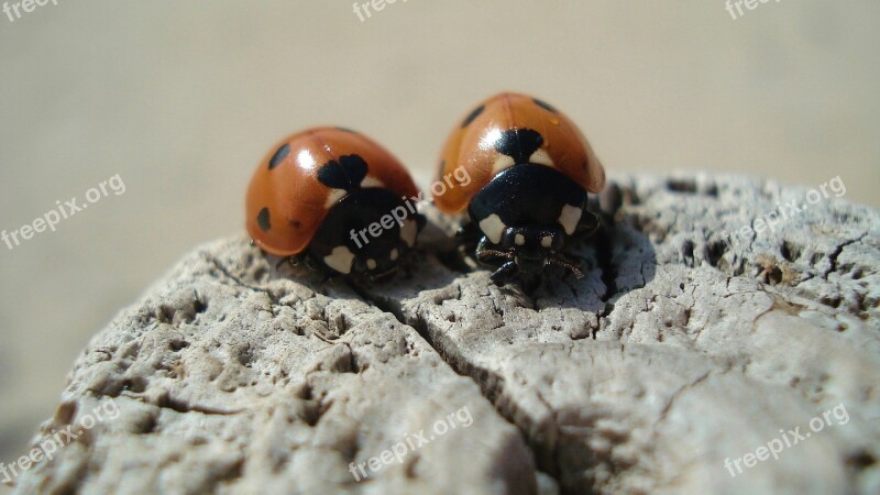 Ladybug Insect Close Up Beetle Nature