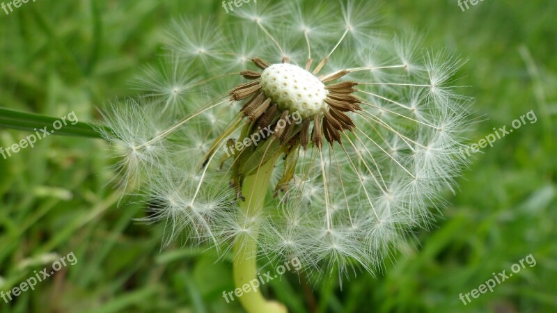 Macro Nature Dandelion Close Up Plant