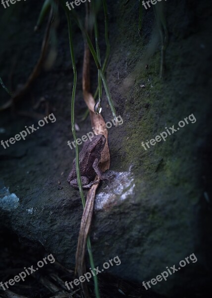 Toad Nature Leaves Gloomy Mysteriously