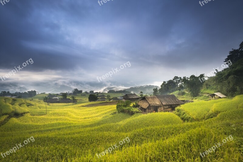 Vietnam Terraces Rice Silk The Cultivation