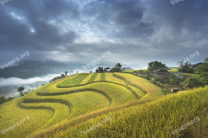 Vietnam Terraces Rice Silk The Cultivation