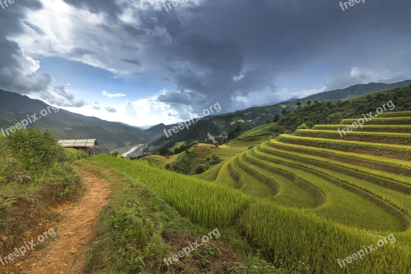 Vietnam Terraces Rice Silk The Cultivation