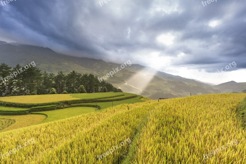 Vietnam Terraces Rice Silk The Cultivation