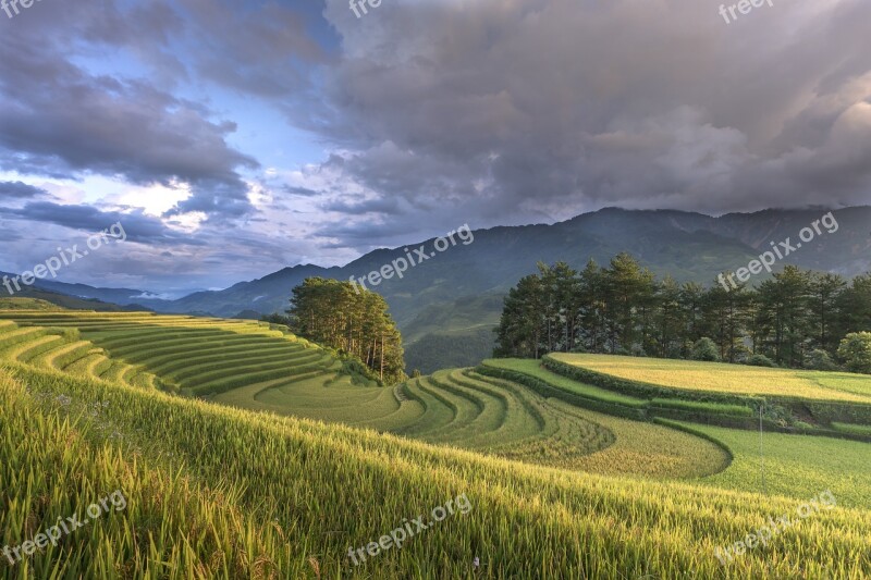 Vietnam Terraces Rice Silk The Cultivation