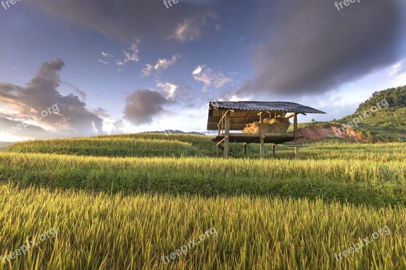 Vietnam Terraces Rice Silk The Cultivation