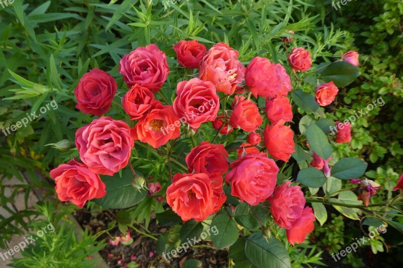 Red Roses Bush Roses Flowers Garden Free Photos