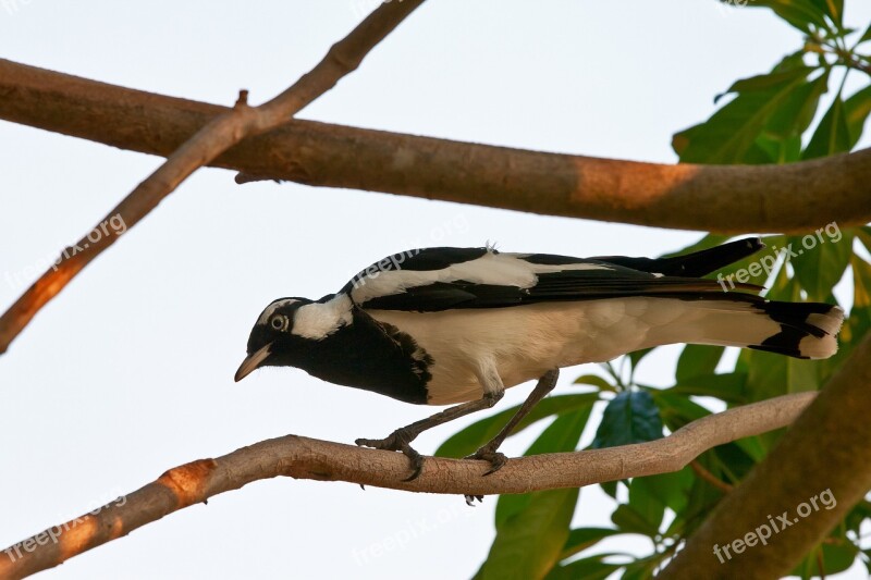 Magpie-lark Bird White Black Wild