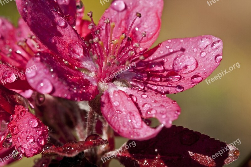 Crab Apple Flower Bloom Blossom Plant