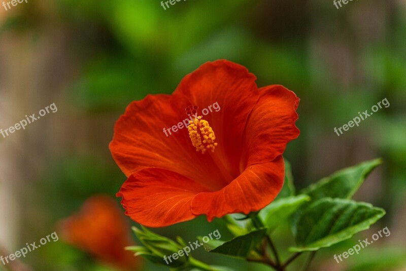 Hibiscus Flowers Beautiful Flowers Flowers Plant Free Photos