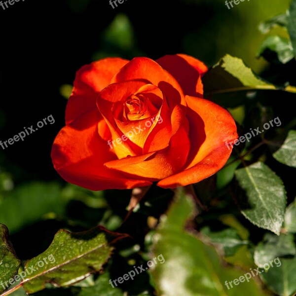 Roses Orange Red Flowers Bloom Flower Natural