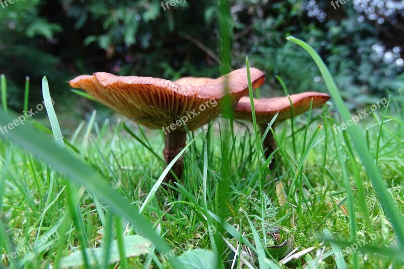 Mushrooms Grass Meadow Autumn Nature