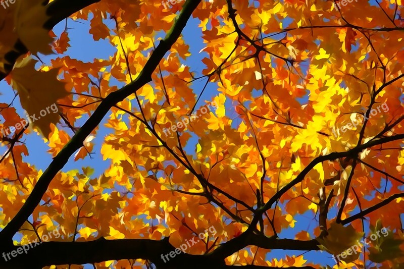 Fall Foliage Gold Orange Maple Shining Autumn Fire