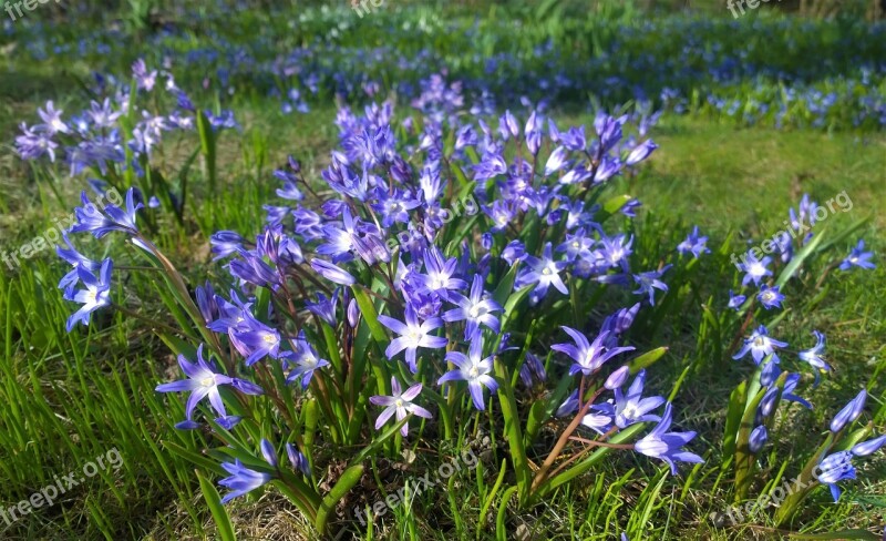 Flowers Spring Garden Blomsterplantering Our Characters