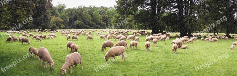 Panorama Photo The Flock A Flock Of Sheep Meadow Peacefulness