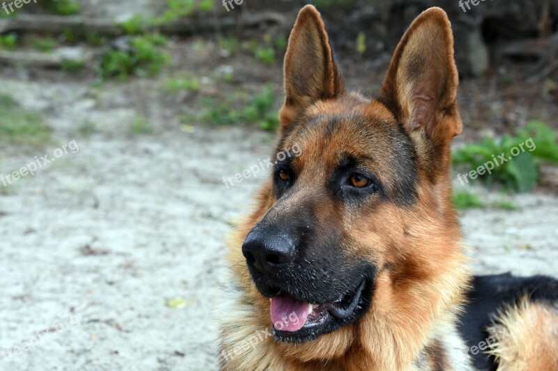 Dog Animal German Shepherd Pet Doggy