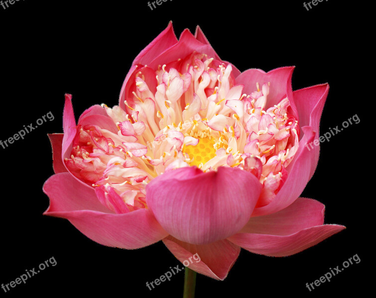 Lotus Flowers Decorate Pink Lotus Many Wings Vietnam