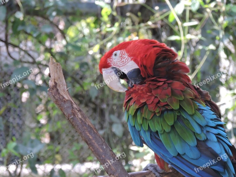 Parrot Gucamaya Colorful Native Ave