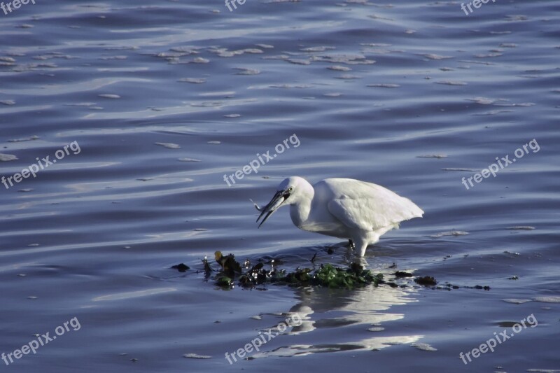 Birds Wader Egret Free Photos