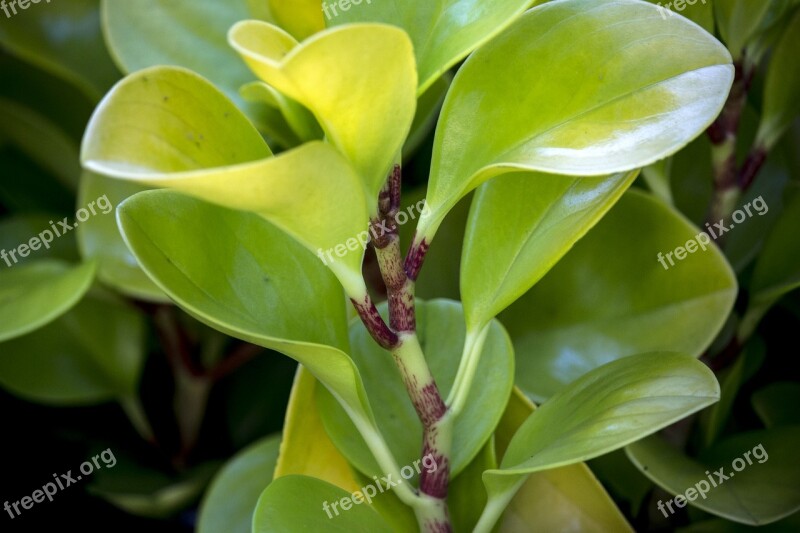 Leaf Green Sheet Foliage Green Leaves Nature