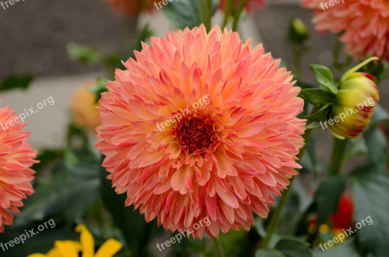 Dahlia Bloom Dahlia Flower Dahlia Garden Garden