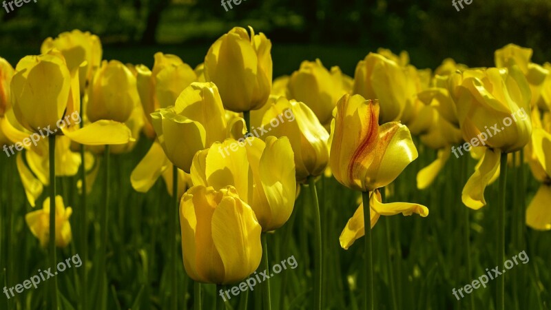 Flowers Tulips Yellow Spring Handsomely