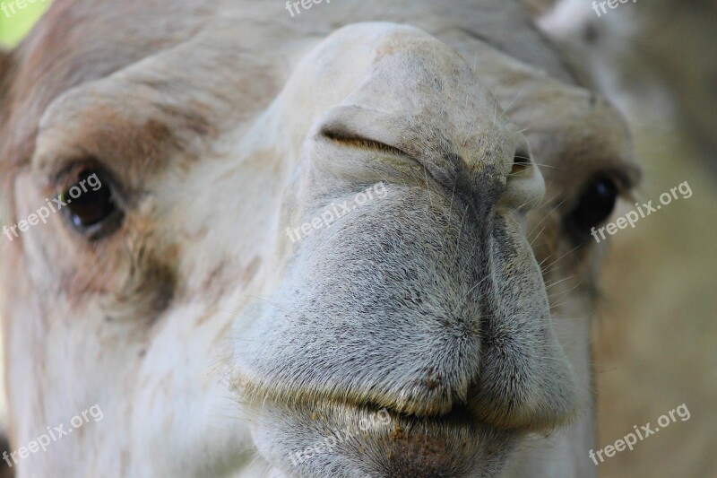 Dromedary Camel Nose Lips Detail