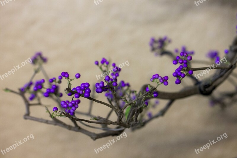 Purple Berry Crop Plant Berry Crop Bush