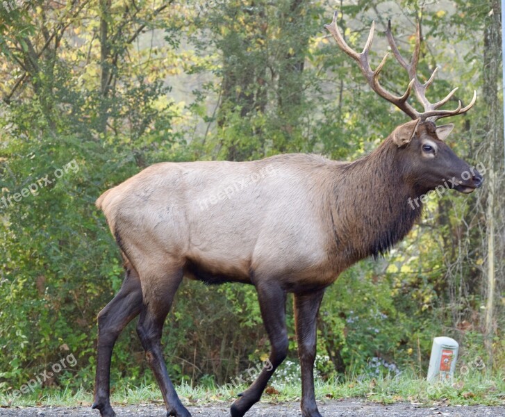 Elk Deer Stag Wildlife Animal