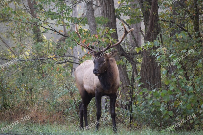 Elk Deer Stag Wildlife Animal