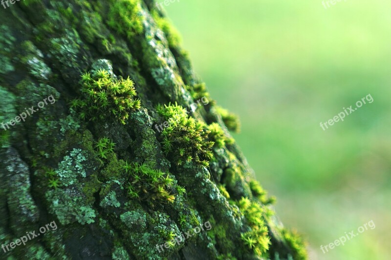 Lichens The Bark Tree Moss Green