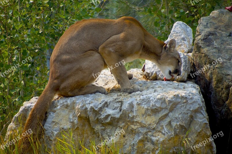 Cougar Cat Puma Free Photos