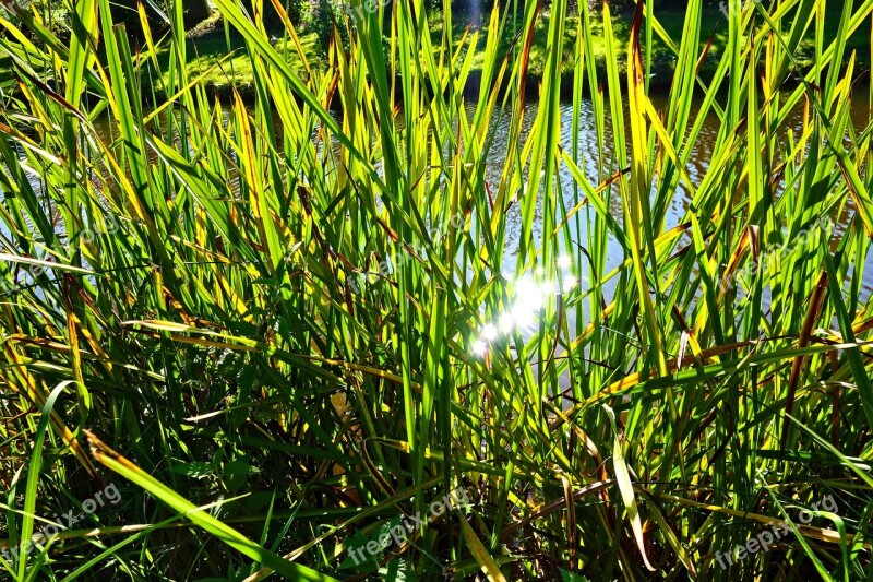 Reeds Aquatic Plant Banks Shore Vegetation Water