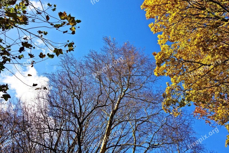 Trees Tree Tops Branches Foliage Autumn Trees