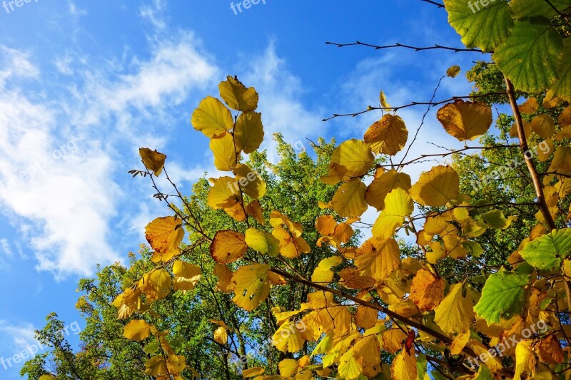 Branch Leaves Foliage Autumn Leaves Autumn Trees