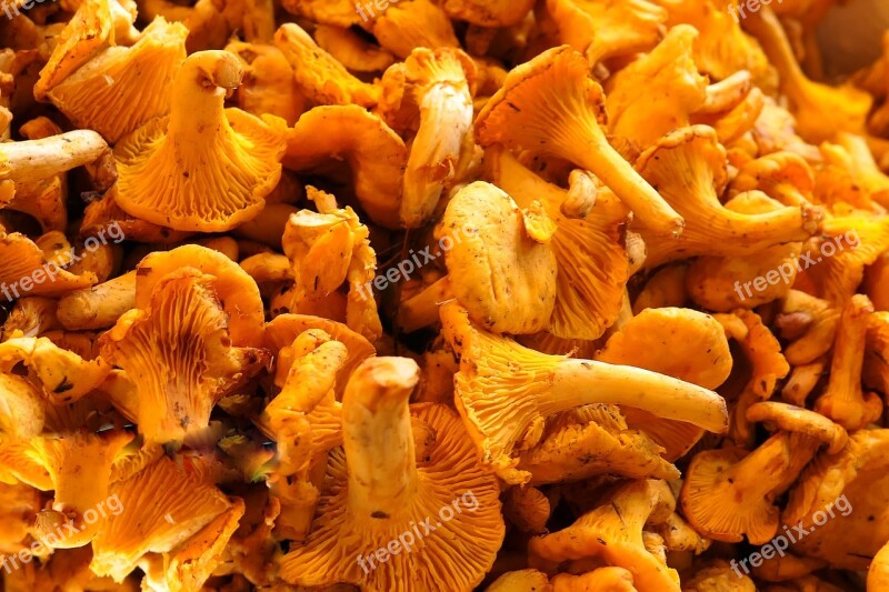 Mushrooms Chanterelles Edible Food Mushroom