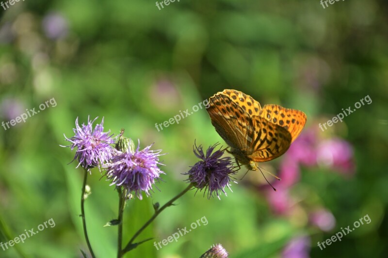 Nature Butterfly Pointed Flower Flutter Man Beautiful