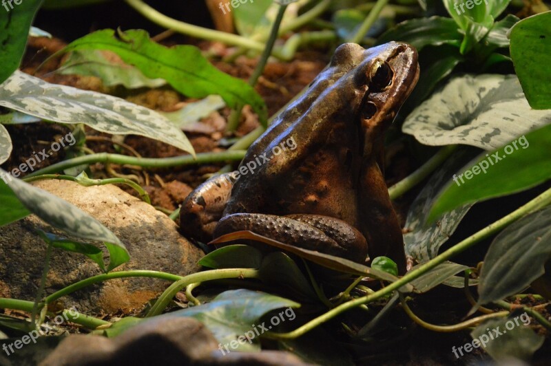 Frog Nature Amphibious Animal Fauna