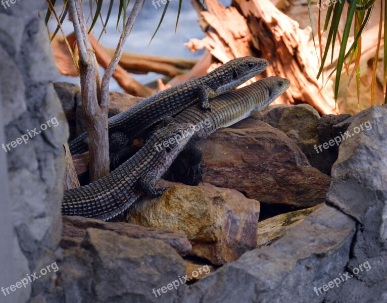 Lizards Zoo Nature Free Photos