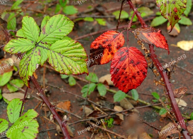 Brambles Leaves Late Summer Free Photos